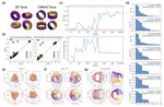 How Diffusion Models Learn to Factorize and Compose